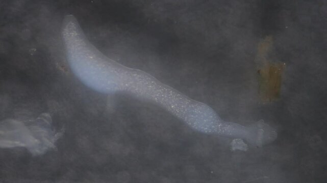 Cyctacanth stage (Acanthocephala) fish cestode larva (Trianchoratus sp.) in Channa striata under the microscope in Lab.