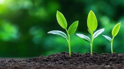 Naklejka premium Green seedlings emerging from rich soil, symbolizing growth.