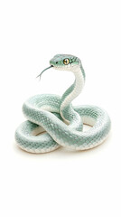 Fototapeta premium Green tree snake coiled, isolated on white background; perfect for reptile, wildlife, or nature publications.