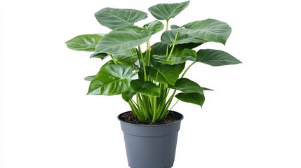 Fototapeta premium Lush Green Indoor Plant with Broad Leaves in Simple Pot for Home Decor