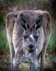 A close-up image of a Western Grey kangaroo with a distinctive white patch on its forehead.