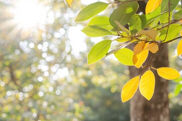 Obraz premium Sunlight Filtering Through Colorful Autumn Leaves in a Serene Natural Setting