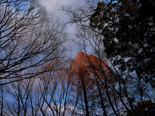 冬の夕方の空と枯れた森の木の枝の風景
