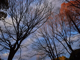 冬の夕方の空と枯れた森の木の枝の風景
