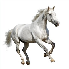 Obraz premium Elegant White Horse Galloping Gracefully in Motion over a White Background