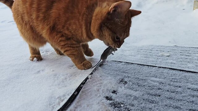 successful hunt by domestic ginger tabby cat in snow, having just caught small rodent, mouse or vole. holding its prey gently in its mouth. outdoors, with a snowy background cold winter environment