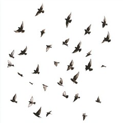 Naklejka premium Flock of Birds in Flight Against White Background, Natural Beauty and Freedom Symbolizing Grace and Movement in Nature