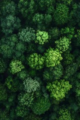 Drone view of forest plantation rows, part of reforestation initiatives 