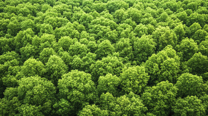 Aerial view of vibrant green forest with dense tree canopy