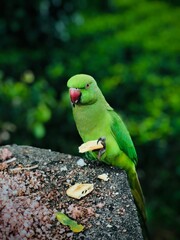 green winged macaw, green parrot