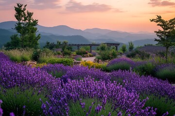 Fototapeta premium Birds-eye view of a lavender field in full bloom, showcasing vivid purple hues 