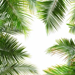Lush Green Palm Leaves Framing a Bright White Background for Tropical Nature Themes and Summer Designs