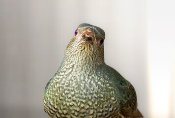 Close up of a female Satin Bowerbird