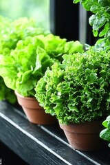 Growing fresh lettuce indoors kitchen window plant natural light close-up indoor gardening