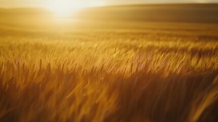 Fototapeta premium Golden Wheat Field Basking In Sunset Light