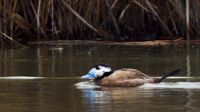 White-headed duck, a swimming duck species, usually lives in fresh waters and sea coasts. They feed by eating living creatures, greenery and plankton in the water with their spatula-shaped beak.