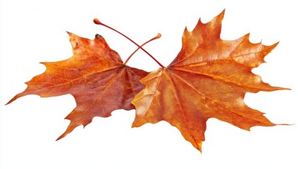 Two orange autumn maple leaves isolated on white.