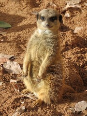 Suricate