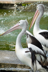 two pelicans on the beach