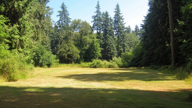 A wide-angle view of a sunlit forest clearing, with tall trees surrounding a lush green meadow, offering a calm and natural background with ample copy space.