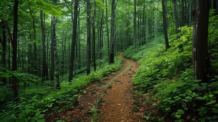 Fototapeta premium A peaceful forest with a dense canopy of green leaves and a winding hiking trail