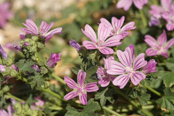 Closeup on a pink flowering Mediterranean Common mallow wildflower, Malva sylvestris in the Gard, France