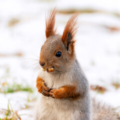 A chest portrait of a red squirrel, which changed its coat color to gray in winter, sits on the snow-covered grass with a nut in its mouth and paws on its chest and looks sideways.