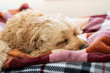 oung Cockapoo Puppy Sleeping on Dog Bed, Apricot Cockapoo, Cockapoo Sleeping, Cockapoo on Bed, Poodle Mix Sleeping, Golden Doodle Sleeping, Pet Magazine, Pet Adoption, Cute Puppy, Dog Background