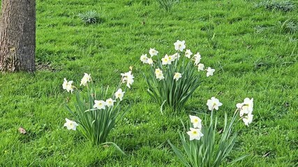 Pink Pride daffodil flowers, with white petals and apricot cups, early spring blossoms