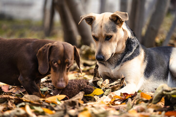 Active domestic dogs playing together in a tug with a plush toy in the home backyard. Brown dachshund and mixed-breed pulling a toy on an autumn day. Dogs play outdoors. Friendship between animals.