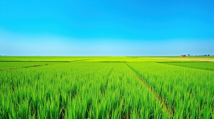 Fototapeta premium Lush Green Rice Paddy Under a Clear Blue Sky