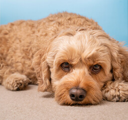 Handsome Cockapoo, Cockapoo Pet Photography, Pet Photography, Cockapoo Studio Photo, Professional Dog Photo, Doodle Blue Background, Doodle Breed, Cute Cocker Spaniel, Cute Dog Photo, Veterinary Photo