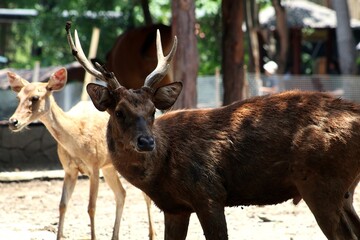 The antlered stag stands proudly