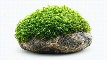Moss Covered Rock