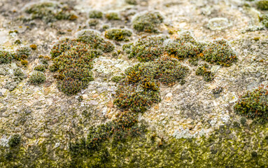 Close-up of moss on stony ground
