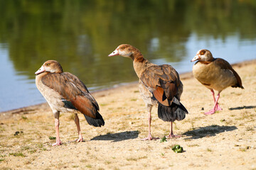 Portrait of an Egyptian goose on the shore of a lake. Bird in natural environment.

