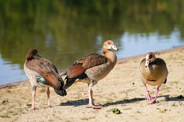 Portrait of an Egyptian goose on the shore of a lake. Bird in natural environment.
