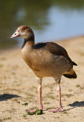 Portrait of an Egyptian goose on the shore of a lake. Bird in natural environment.
