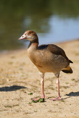 Portrait of an Egyptian goose on the shore of a lake. Bird in natural environment.
