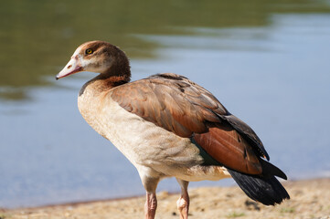 Portrait of an Egyptian goose on the shore of a lake. Bird in natural environment.
