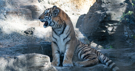 座っているアムールトラの子供