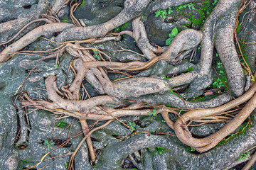 Top View of Banyan Tree Roots with Natural Texture