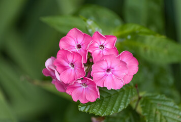 Obraz premium Pink flowers of phlox. Flowering plant close-up. 