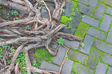 Top View of Banyan Tree Roots with Natural Texture and Copy Space