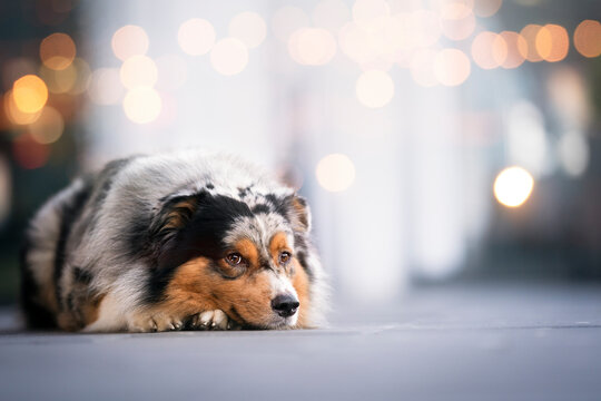 cute australian shepherd blue merle at the Christmas time 