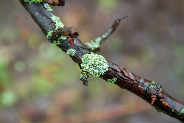 Lichen on a wet tree branch. Mosses and lichens in the garden.