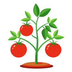 tomato plant illustration on white background.
