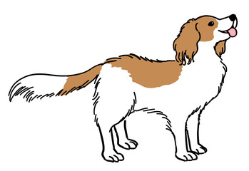 コーイケルホンディエのイラスト