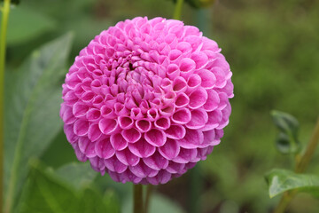 pink pompom dahlia flower after rain