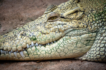 Krokodil Portrait